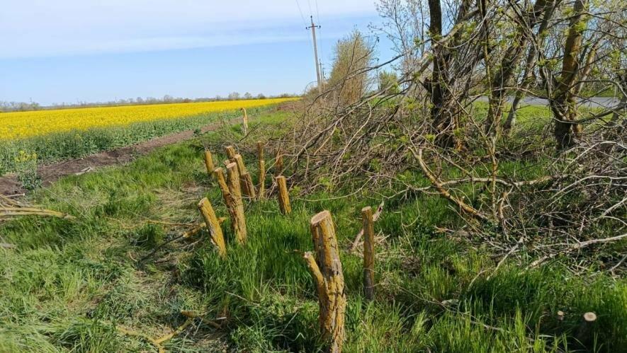 Фото до матеріалу: Невідомі вирубали лісосмугу біля траси в Одеській області на сотні тисяч гривень, - ФОТО