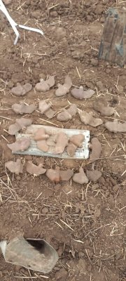 Фото до матеріалу: Сіяти під вибухами: як аграрії Миколаївщини повертають життя на заміновані поля та стримують зростання цін