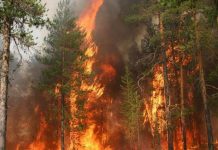 Фото до матеріалу: Чорнобильський ліс охопила масштабна пожежа: площа займання перевищила 1100 гектарів
