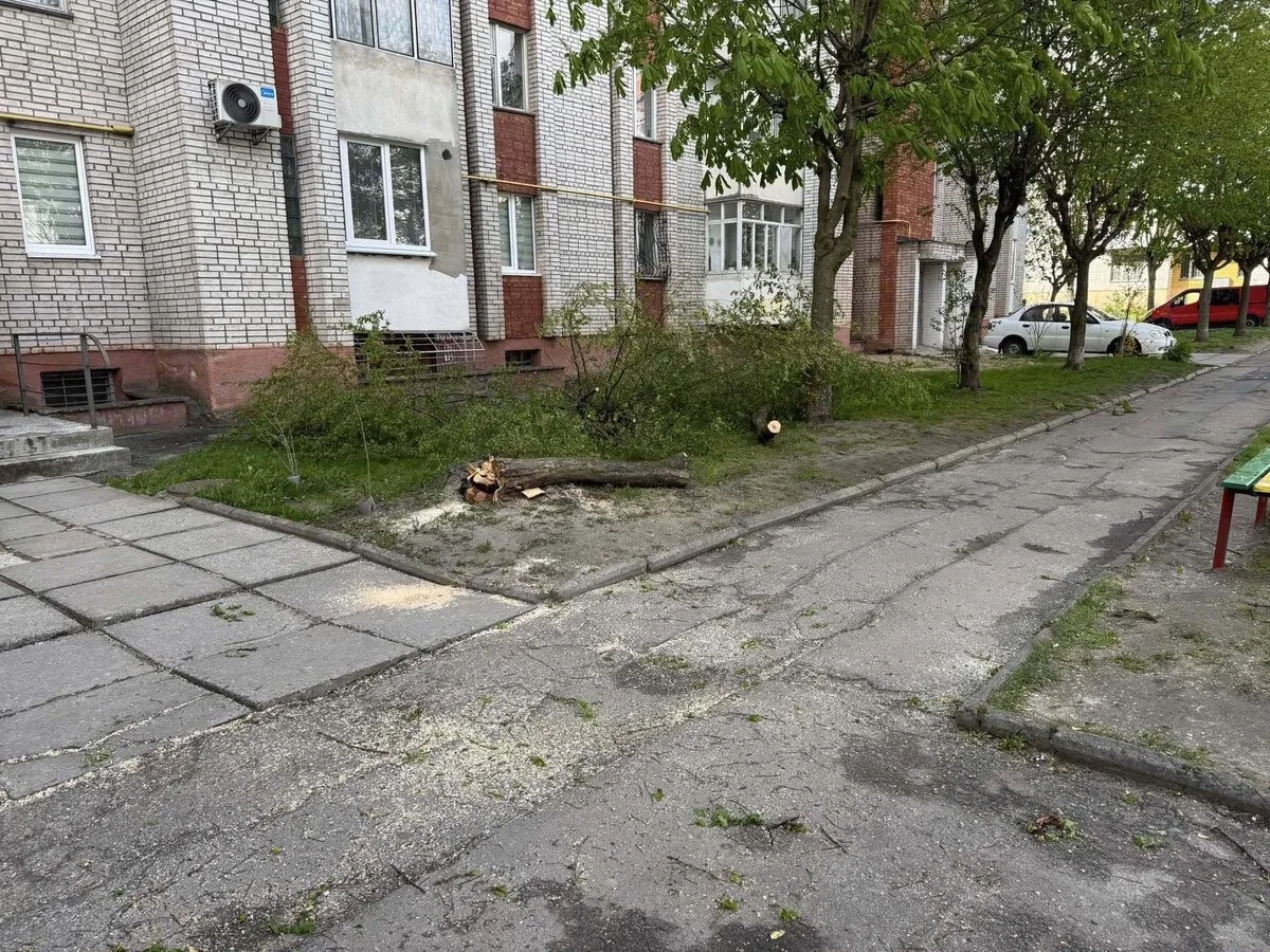 Фото до матеріалу: Сильний вітер у Львові: комунальники розчищають вулиці від повалених дерев