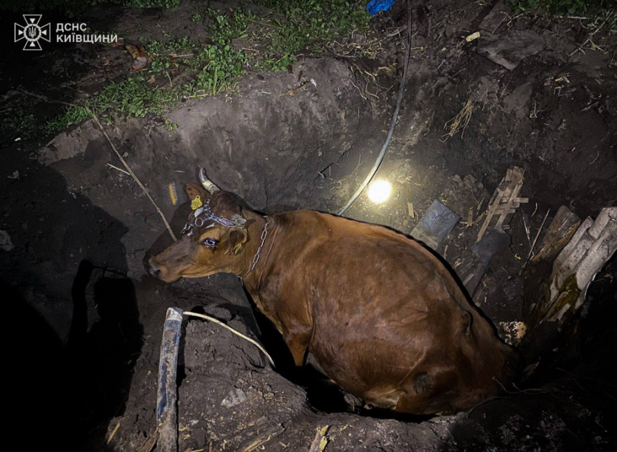 Фото до матеріалу: Корова впала у яму на Київщині: рятувальники врятували тварину після двох годин роботи
