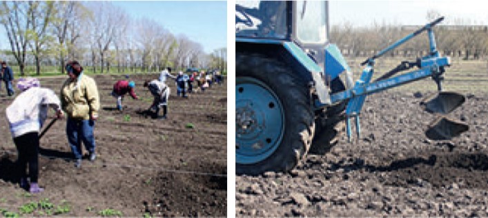 Фото до матеріалу: Як правильно закласти промисловий сад: від вибору місця до механізації