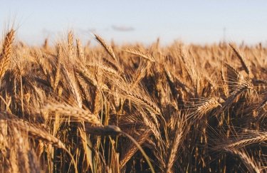 Фото до матеріалу: Запаси зерна в Україні зросли майже на 50%: скільки продукції залишилось на зберіганні