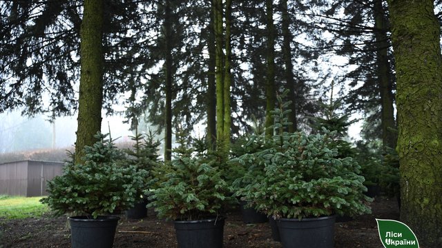 Фото до матеріалу: ДП «Ліси України» увійшло до трійки найбільших донорів держбюджету-2025