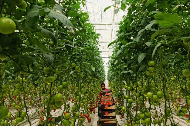 Фото до матеріалу: Саудівська компанія Dava Agricultural розширює тепличний хаб в Таїфі