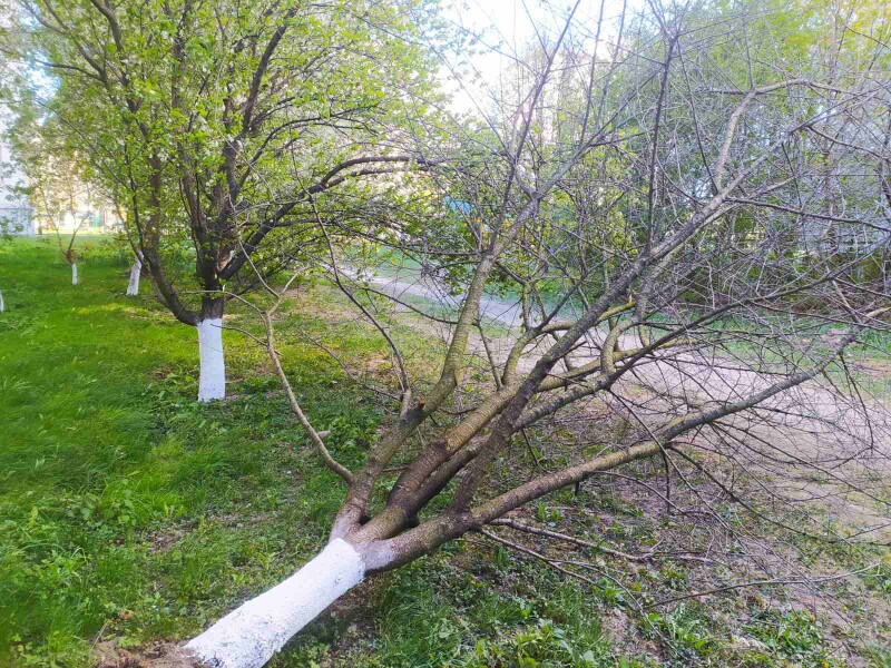 Фото до матеріалу: Луцьк ліквідовує наслідки буревію: комунальники працюють у посиленому режимі