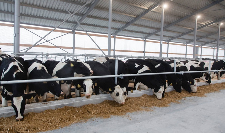 Фото до матеріалу: Недостатнє освітлення на фермах знижує продуктивність корів