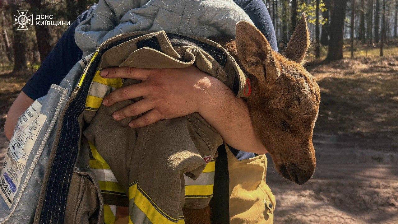 Фото до матеріалу: Чорнобильська пожежа: рятувальники врятували червонокнижне лосеня