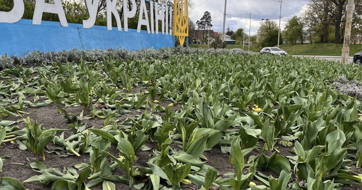 Фото до матеріалу: У Києві невідомі знищили тюльпани: постраждали клумби у Шевченківському та Святошинському районах