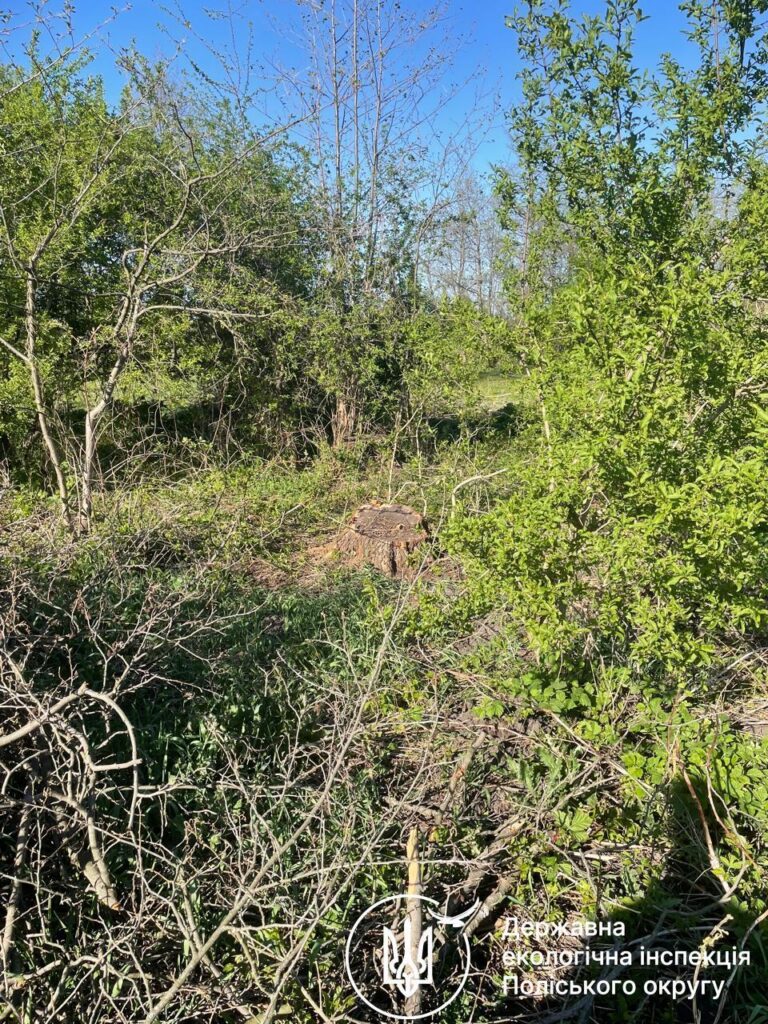 Фото до матеріалу: Залишили самі пеньки: у Черняхівській громаді «чорні лісоруби» спиляли вільхи на майже 90 тисяч гривень