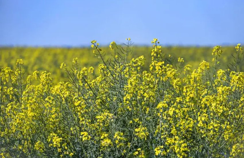 Фото до матеріалу: Україна експортувала сою та ріпак на 3,5 млрд грн у пільговому режимі