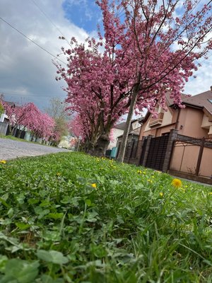 Фото до матеріалу: У Мукачеві розквітають сакури: найкращі локації для селфі та прогулянок