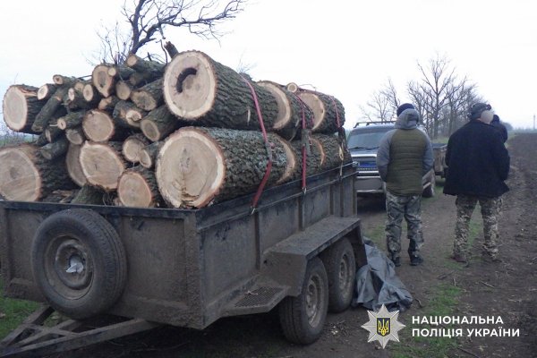Фото до матеріалу: Двоє чоловіків на Баштанщині отримали підозру за незаконну вирубку дубів
