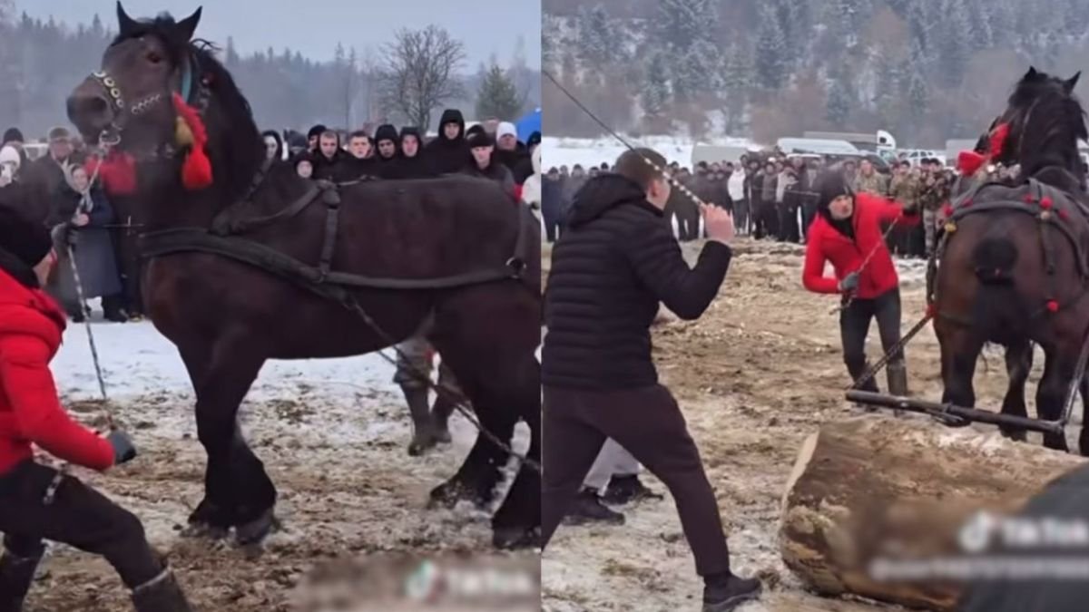 Фото до матеріалу: Суд закрит справу проти організатора фестивалю «Бойківські коні» на Прикарпатті