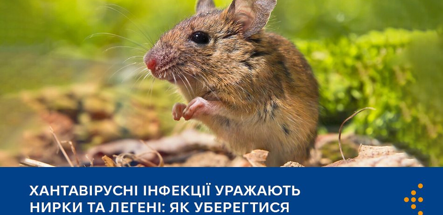 Фото до матеріалу: Хантавірус: що це таке, симптоми та як захиститися