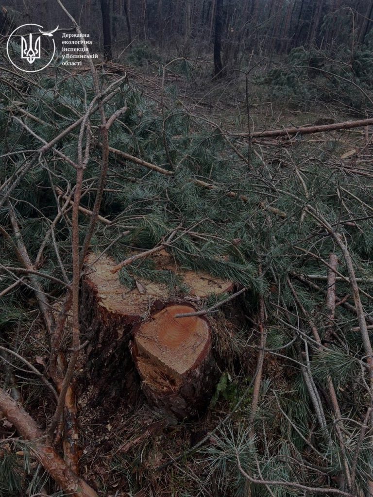 Фото до матеріалу: На Камінь-Каширщині виявили незаконну порубку лісу на понад 11 мільйонів