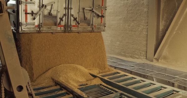 Фото до матеріалу: Ціни на пшеницю зрівнялися: чому дорожчає новий врожай в Україні