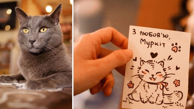 Фото до матеріалу: Котяче муркотіння як ліки: переселенка з Маріуполя відкрила у Тернополі соціальне котокафе