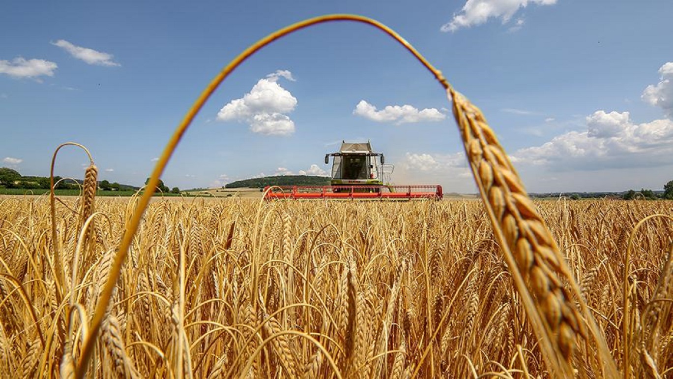 Фото до матеріалу: Який урожай прогнозують в Україні 2026 року — AgroPortal.ua