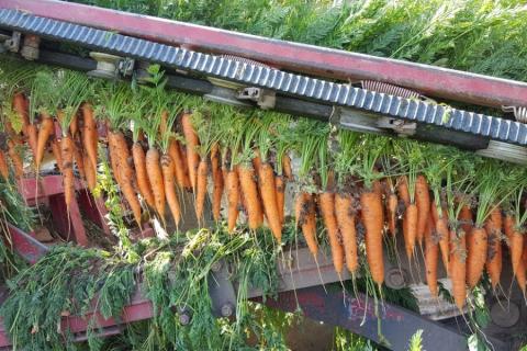 Фото до матеріалу: Грецькі фермери очікують подвоєння експорту моркви після затяжних дощів