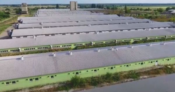 Фото до матеріалу: KSG Agro подвоїв операційний прибуток у 2025 році