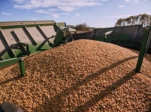 Фото до матеріалу: Ізраїльська компанія Dizengoff Trading відмовляється від російської пшениці після заяв України