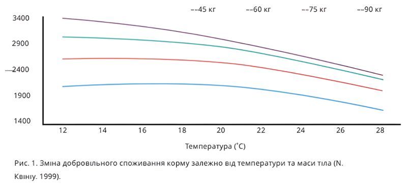 Фото до матеріалу: Як захистити свиней від спеки: ефективні методи адаптації годівлі