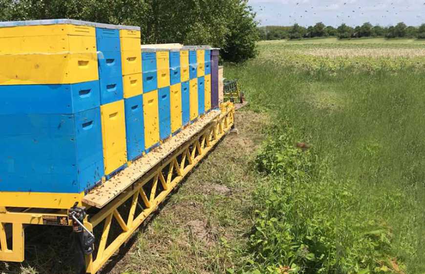 Фото до матеріалу: Бджолярам на замітку: до 15 травня оновіть дані про пасіку в реєстрі