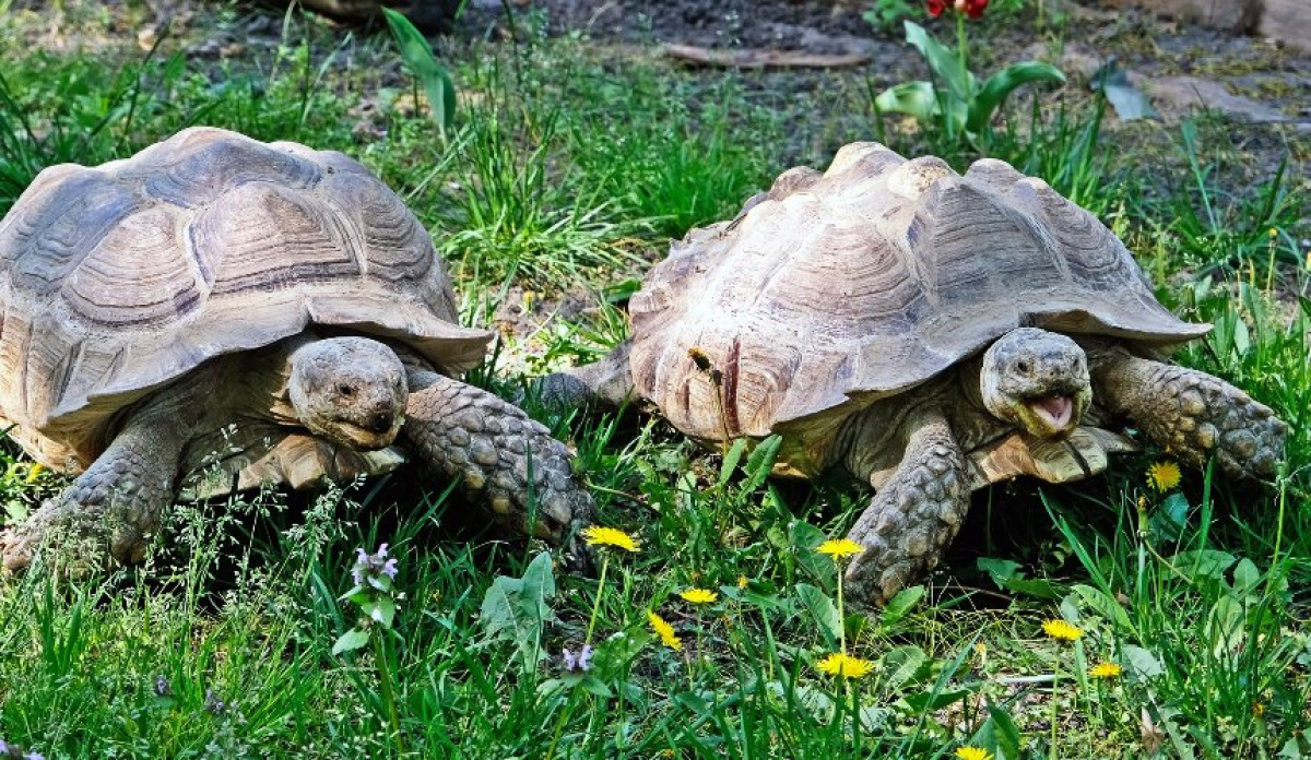 Фото до матеріалу: У КиївЗоо врятовані шпороносні черепахи повернулися до літніх фазенд