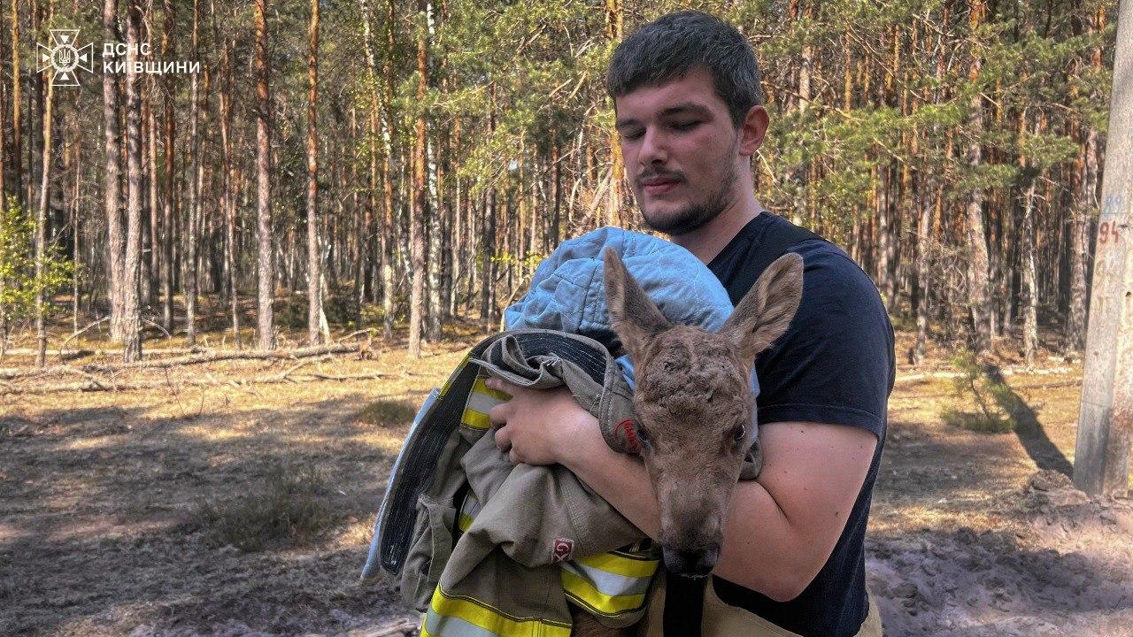 Фото до матеріалу: Надзвичайники врятували червонокнижне лосеня зі спаленого Чорнобильського лісу