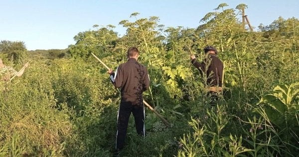 Фото до матеріалу: На Львівщині впроваджують польські роботи для боротьби з борщівником