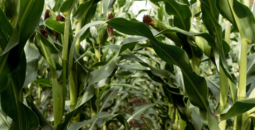 Фото до матеріалу: Затримка посівної ярих культур загрожує врожаю в Україні