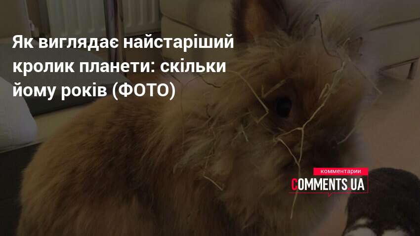 Фото до матеріалу: Найстаріший кролик у світі: 15 років і 82 дні у Британії