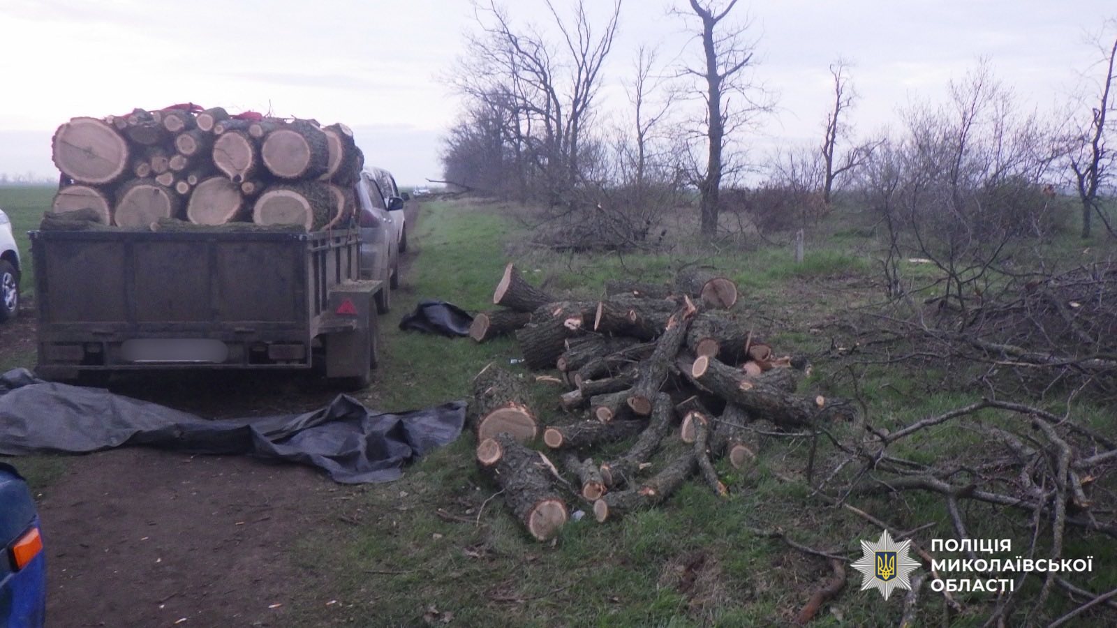 Фото до матеріалу: Двоє чоловіків на Баштанщині отримали до семи років позбавлення волі за незаконну вирубку дубів