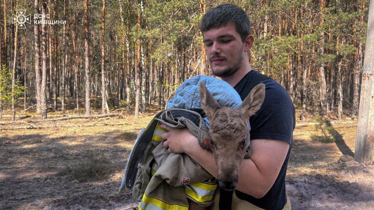 Фото до матеріалу: Врятували червонокнижне лосеня під час ліквідації пожежі в Чорнобильській зоні