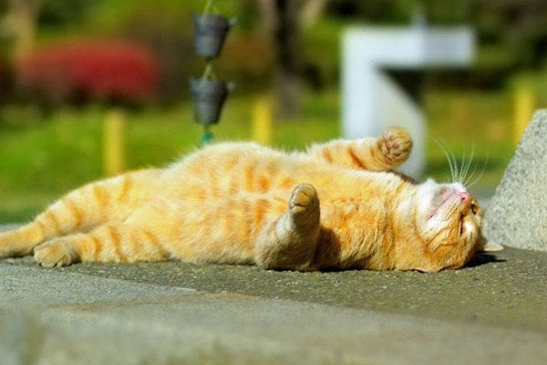 Фото до матеріалу: У найближчі дні Україну чекає потепління до +25°C, але на сході можливі заморозки