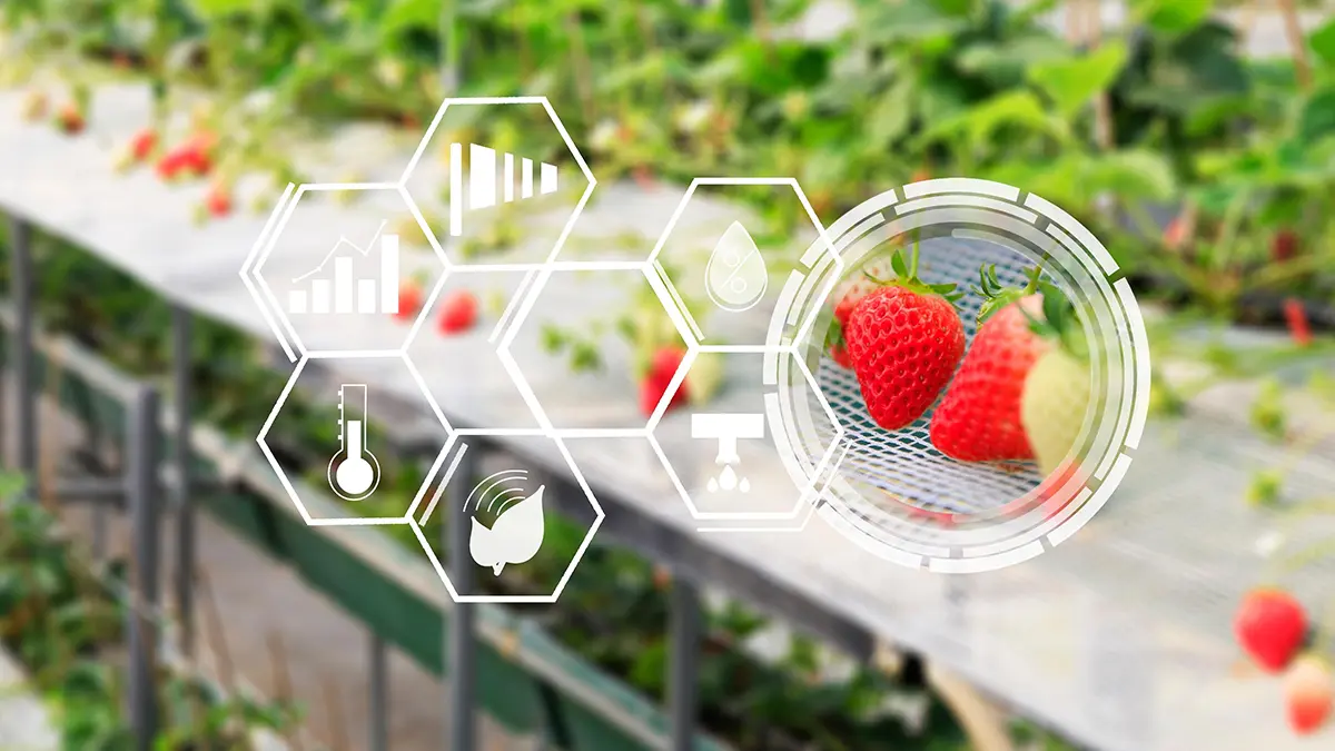 Фото до матеріалу: Хмельницький цукровий завод продають за 1,8 мільйона: що купують і які є ризики