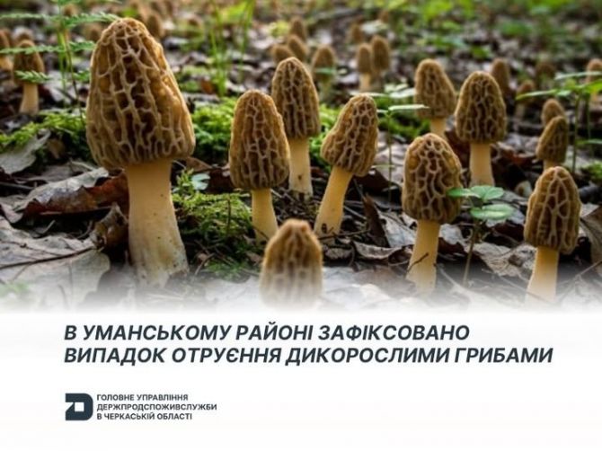 Фото до матеріалу: Жінка отруїлася дикорослими грибами в Уманському районі: стан пацієнтки стабілізується