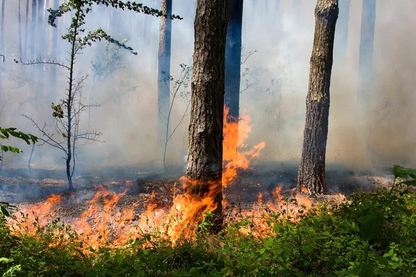 Фото до матеріалу: Ранні пожежі в Європі: Німеччина та Чехія стикаються з вогнем через посуху