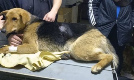 Фото до матеріалу: Ворог обстріляв Нікополь: пошкоджено супермаркет та п'ять житлових будинків