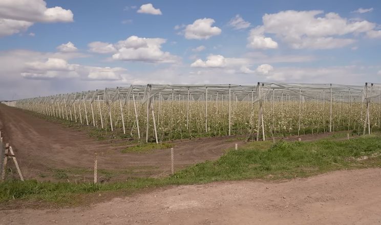 Фото до матеріалу: На Кіровоградщині розквітло 280 тисяч груш: очікується рекордний врожай