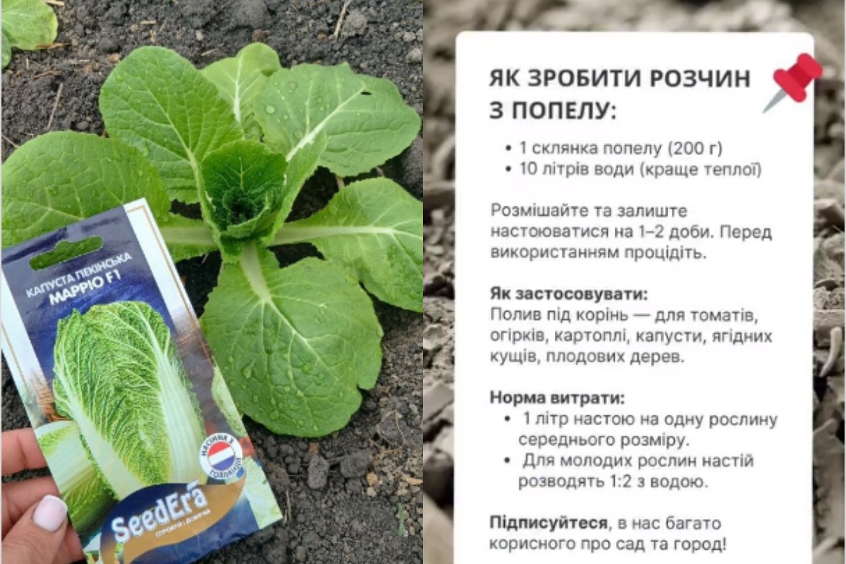 Фото до матеріалу: Щедрий урожай гарантовано: як підживлювати рослини попелом
