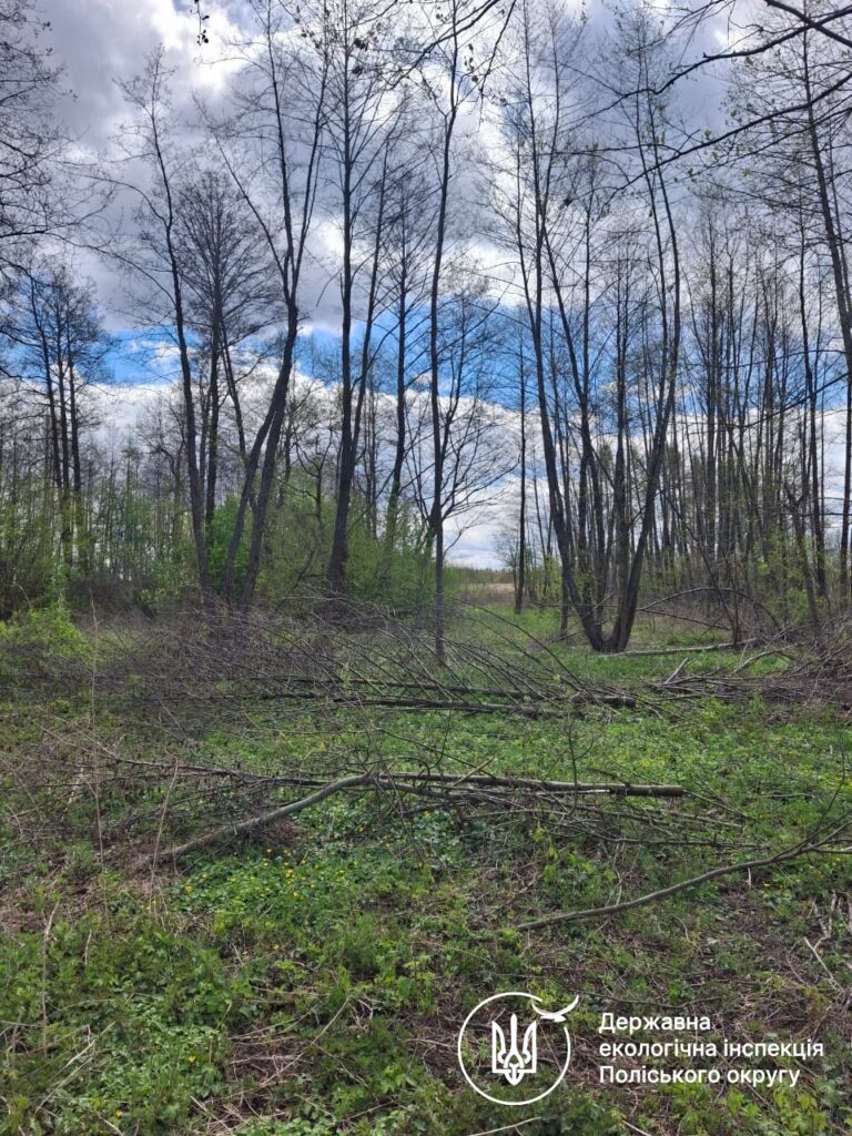 Фото до матеріалу: Під Коростишевом незаконно зрубали 126 дерев зі збитками понад 1,7 млн грн