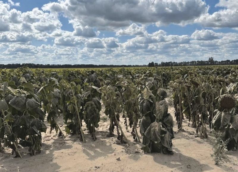Фото до матеріалу: Біла гниль на соняшнику: як Група «Агротрейд» зупинила розповсюдження хвороби